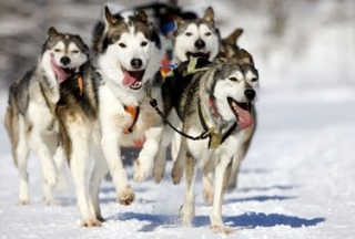Chiens de traineaux avec takamaka chamonix